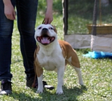  Staffordshire Bull Terrier 